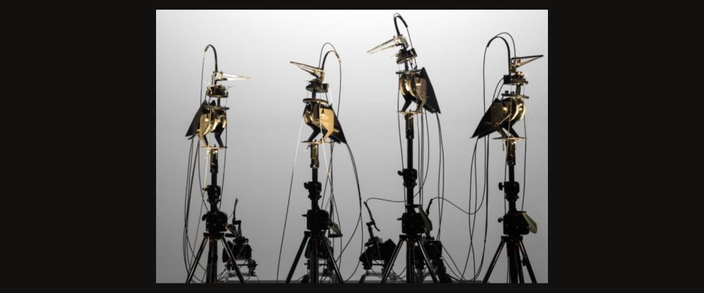 Corvidae. Sguardi di specie – Non vivi da solo su questo&nbsp;pianeta